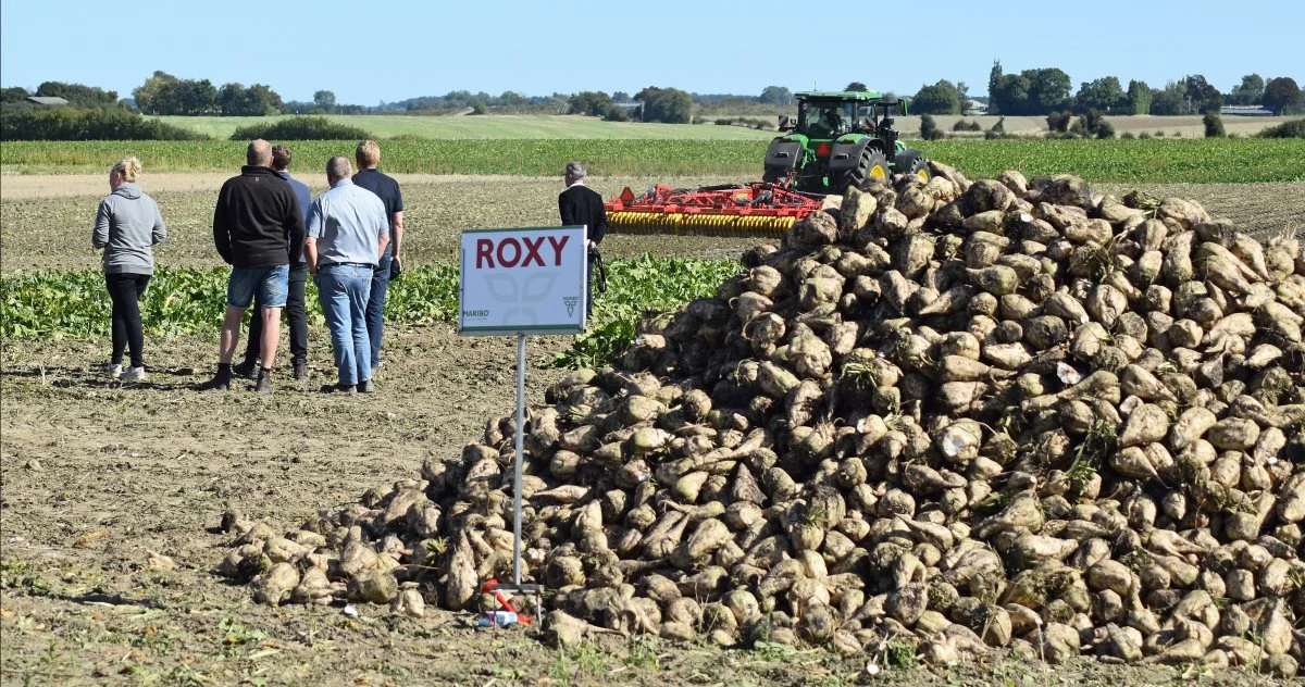 Roxy er en de sorter, som MariboHilleshög sender på markedet i år med store forventninger. Foto: Ulrik Larsen