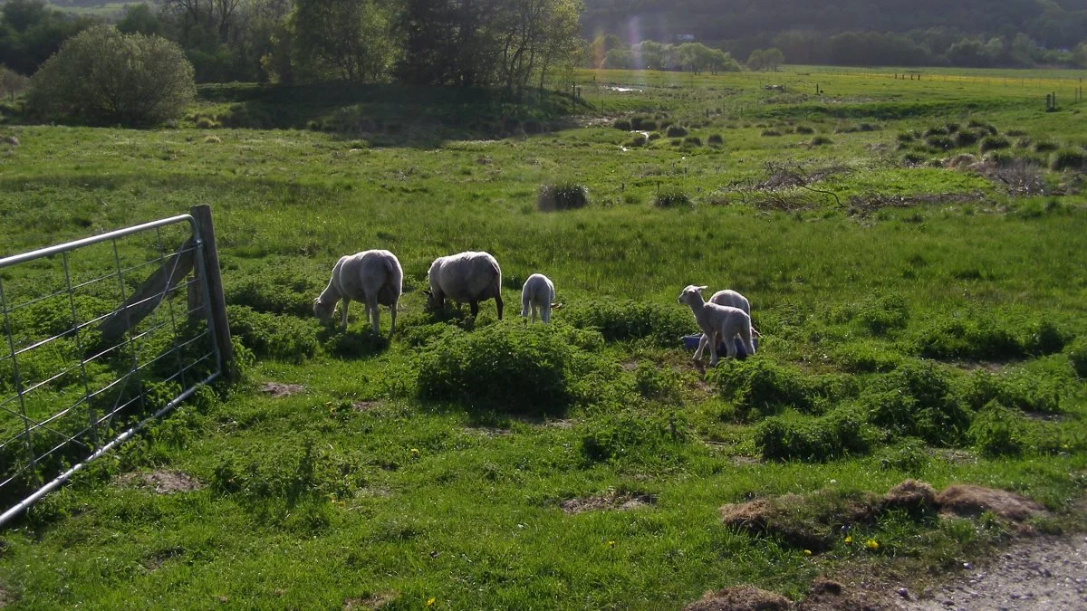 Har du pålagt dig at skulle leve op til et fast græsningstryk, så skal forholdene for afgræsning være klar inden 1. juni i år. Og det faste græsningstryk skal kunne overholdes i alle de tre afgræsningsmåneder: juni, juli og august. 