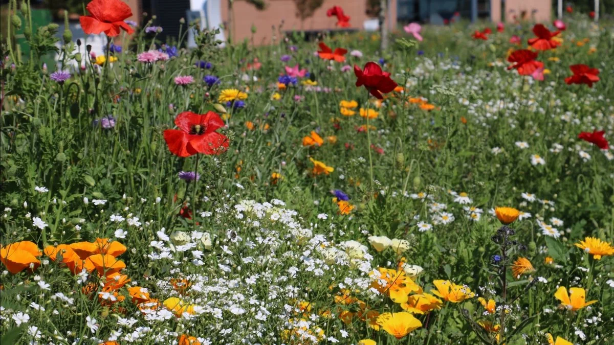 Målet er 100 kilometer nye blomsterstriber i det nye år, skriver LandboNord. Foto: LandboNord