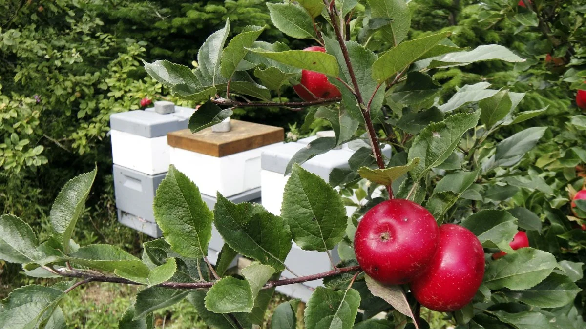 Bier er vigtige for planter og natur – og det er let at etablere sig med biavl, der kan holdes i et hjørne af haven. Arkivfoto