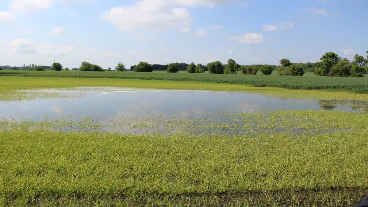 Landmænd, der har lave, lidt trælse marker, hvor regn og oversvømmelse ofte går ud over udbyttet, kan nu få tilskud til at tage jorderne ud af drift, hvis arealet opfylder visse krav til kulstofindholdet. 