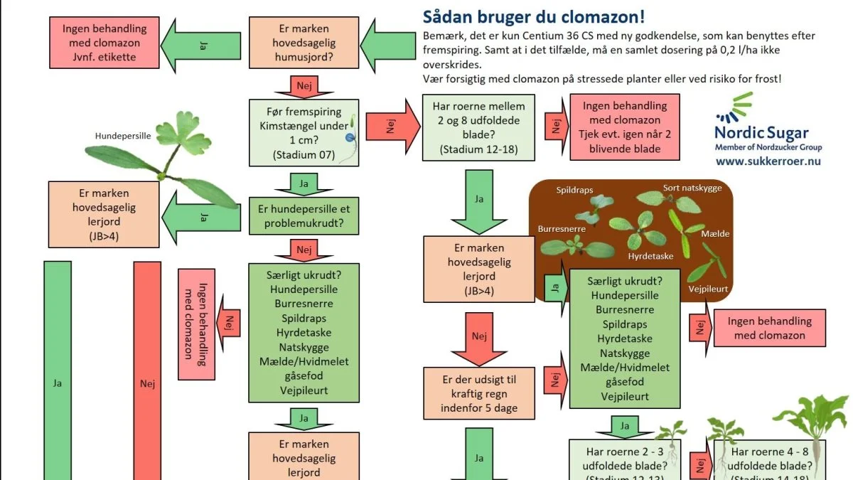 Følg pilene med start øverst - så er det muligt at få et overblik og træffe en kvalificeret beslutning om, hvorvidt en clomazon-sprøjtning er fornuftigt. Kilde: Bo J.M. Secher, Nordic Sugar