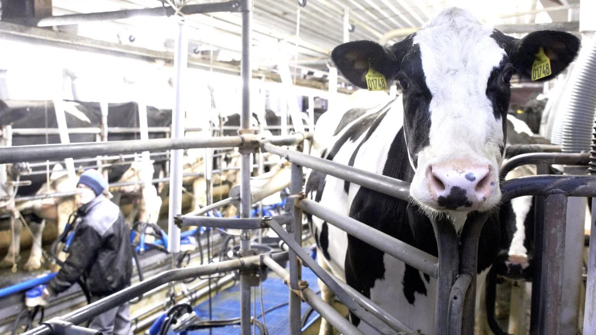 - Lige nu sidder jeg med omkring 60-70 sager af den type, hvor landmænd står til at miste medarbejdere på grund af langsommelig sagsbehandling, fortæller HR- og Rekrutteringsrådgiver i Agri Nord, Vittus Bernlow.