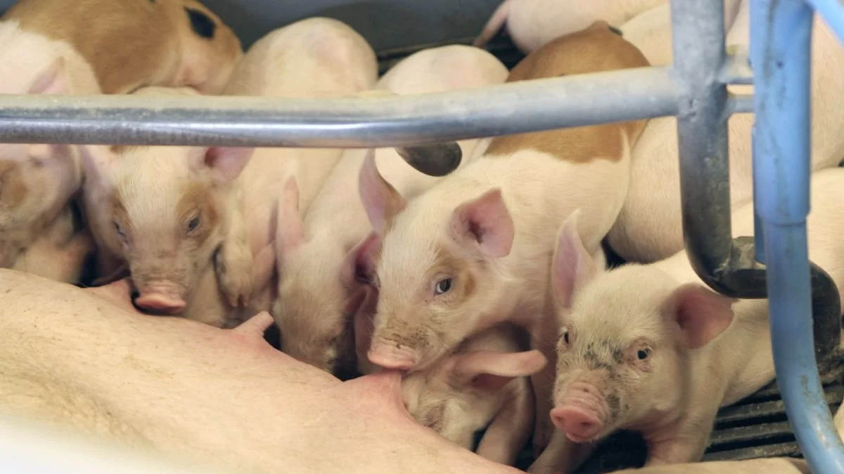 Andelshavere i Danish Crown får nu igen 10,50 kroner pr. kg for slagtesvin i vægtklassen 69 til 93,9 kg. Foto: Christian Carus
