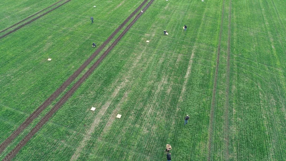 Den gulfarvede sprøjtevæske rammer præcist det angivne spot ud fra tildelingskortet fra droneoverflyning. Kilde og fotos: Teknologisk Institut