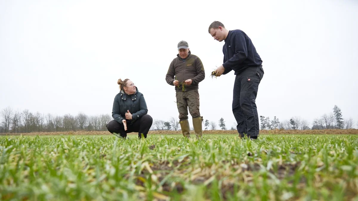 - Jeg har et skrivebord, men jeg har ikke prøvet at sidde ret meget ved det, fortæller Frederik Hessel Madsen, der her er i marken med sine to planteavlsrådgivere, Finn Poulsen og Christina Skelmose Jørgensen, Sagro. Foto: Torben Worsøe