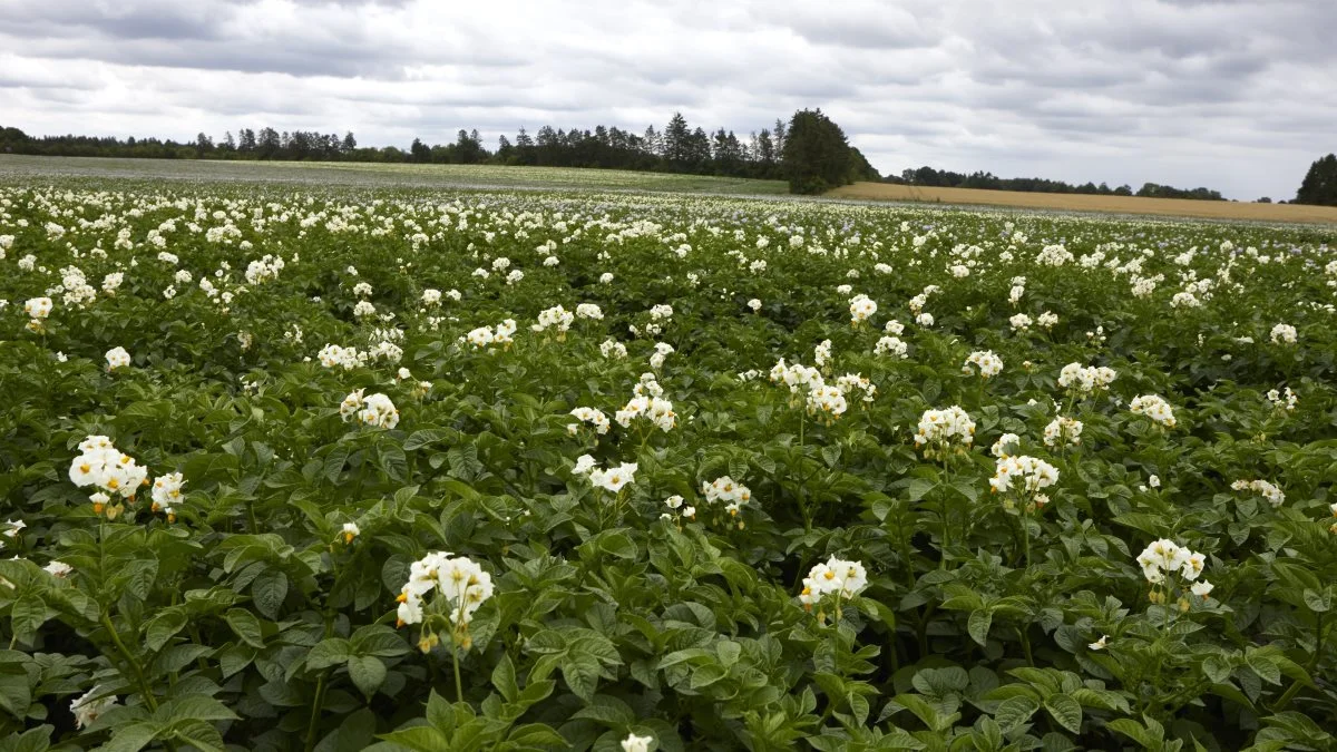Det er altid vigtigt at optimere sin produktion. Men med udsigt til en lidt lavere afregningspris og mindre fleksibilitet i den kommende sæson er optimering og planlægning endnu vigtigere for at beholde den gode økonomi i kartoffelavlen. Arkivfoto