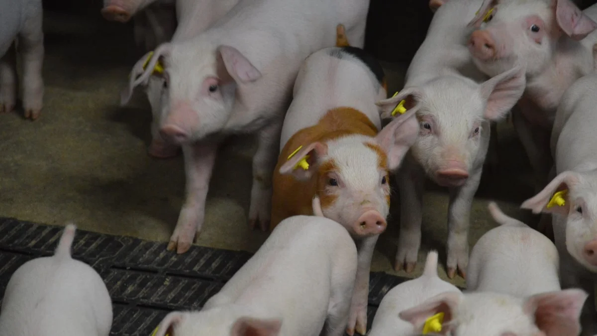 Hvis det lykkes at komme i mål med udviklingen af en ny vaccine mod fravænningsdiarré, kommer det ifølge Seges Svineproduktion til at have en markant indvirkning på brugen af antibiotika i smågriseproduktionen, men gør også zink i smågrisefoderet overflødig. Arkivfoto: Camilla Bønløkke