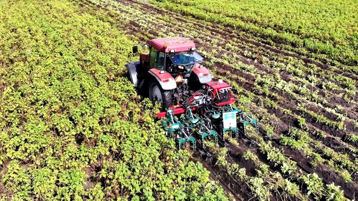 Må der ikke benyttes kemisk nedvisning, kan MSR Crown Crusher på sigt komme på tale som et alternativ. Endnu mangler man viden om kvaliteten af kartoflerne efter lagring, og om hvorvidt maskinen skader knoldene. Arkivfoto