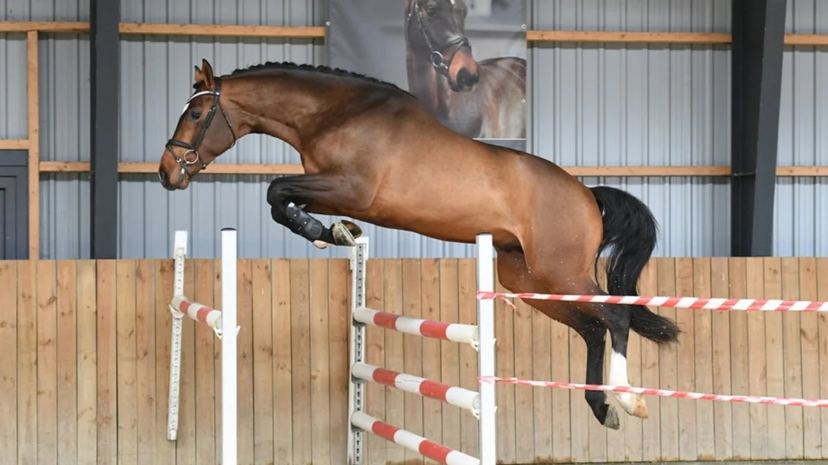 Præmiehingsten Genesis P er opdrættet af Lars N. Pedersen, som er danmarksmester med hingstens far Bøgegårdens Gladiola. Foto: Ridehesten.com 