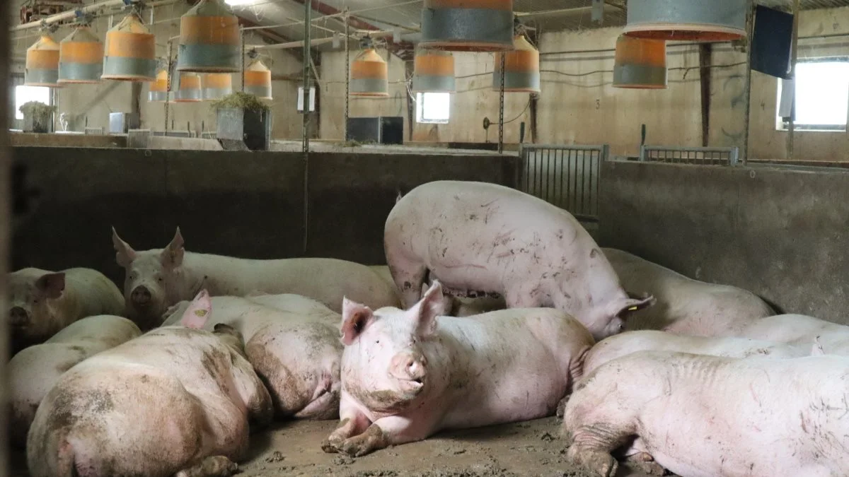 I det EU-støttede Livestocksense-projekt er det digitale projekter i stalde, der er fokus på.