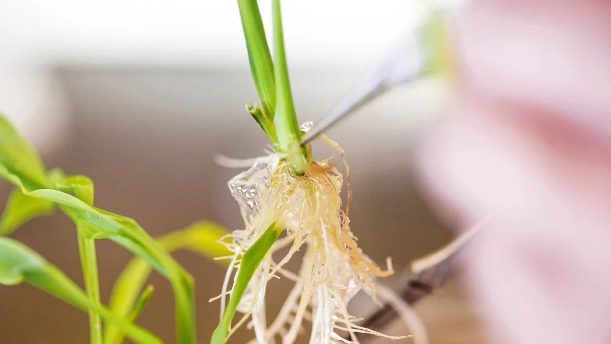 AgBiome samarbejder med BASF om at udvikle et nyt, biologisk svampemiddel. Foto: BASF