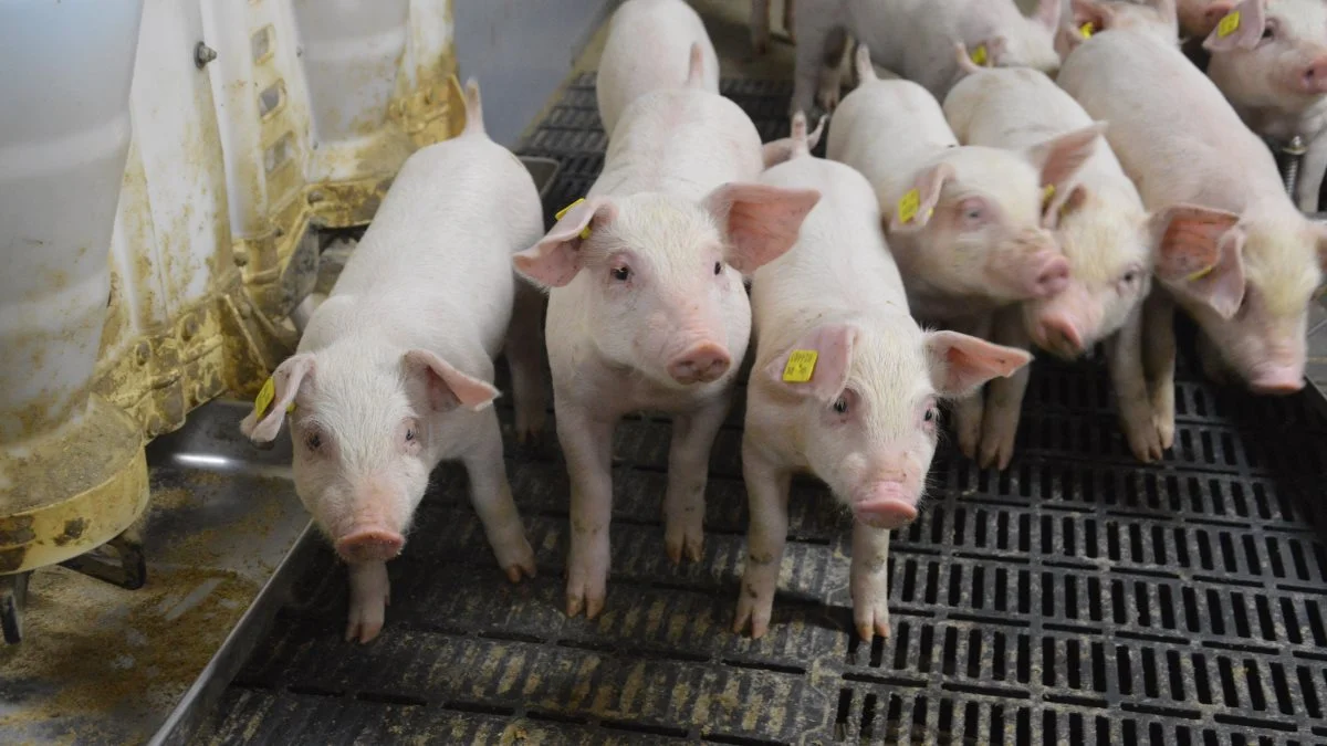 Ifølge Svineproduktion.dk ligger fokus på at skabe en bæredygtig svineproduktion. Arkivfoto: Camilla Bønløkke