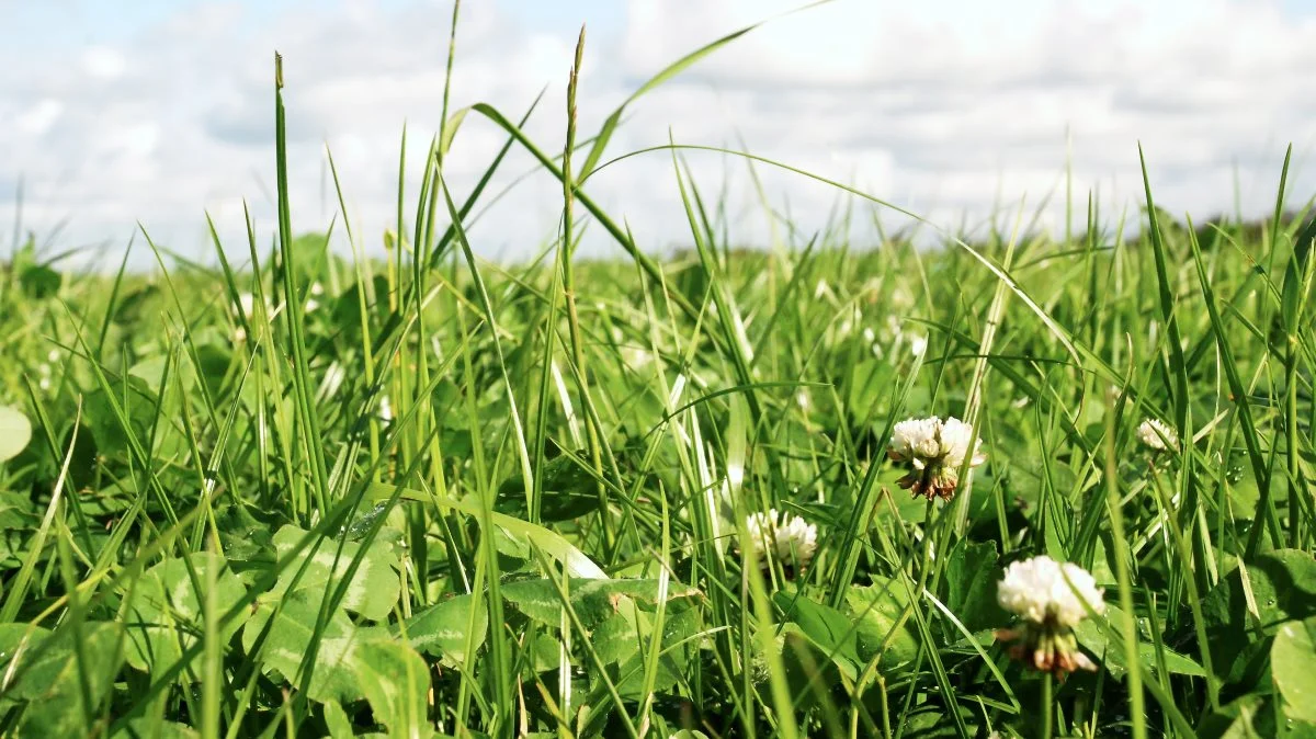 Kløvergræsmarken er en vigtig kilde til protein-selvforsyning hos økologer. Arkivfoto