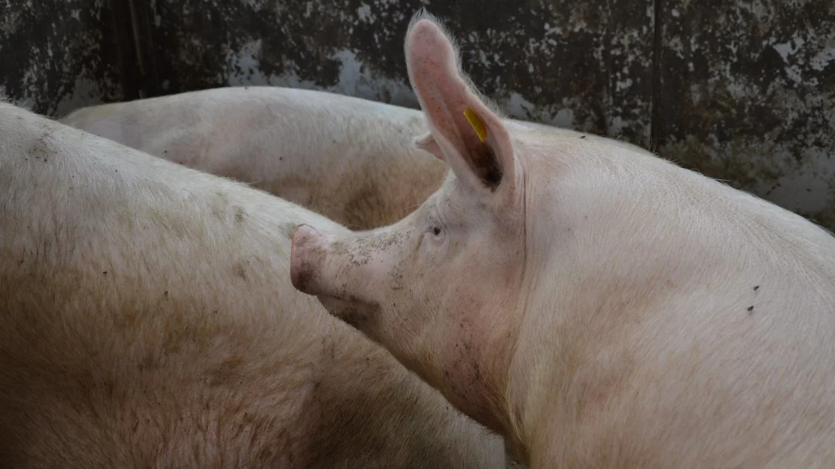 Seges Avl & Genetik har i samarbejde med Aarhus Universitet undersøgt, hvordan man kan forbedre avl for holdbarhed med målinger fra produktionsbesætninger, der anvender DanBred-genetik. Arkivfoto: Camilla Bønløkke