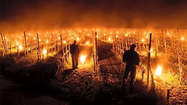 Teknikken, de franske vinproducenter bruger, er en anerkendt metode i branchen. Her ses samme procedure i Østrig i 2016. Foto: Meteo Forum