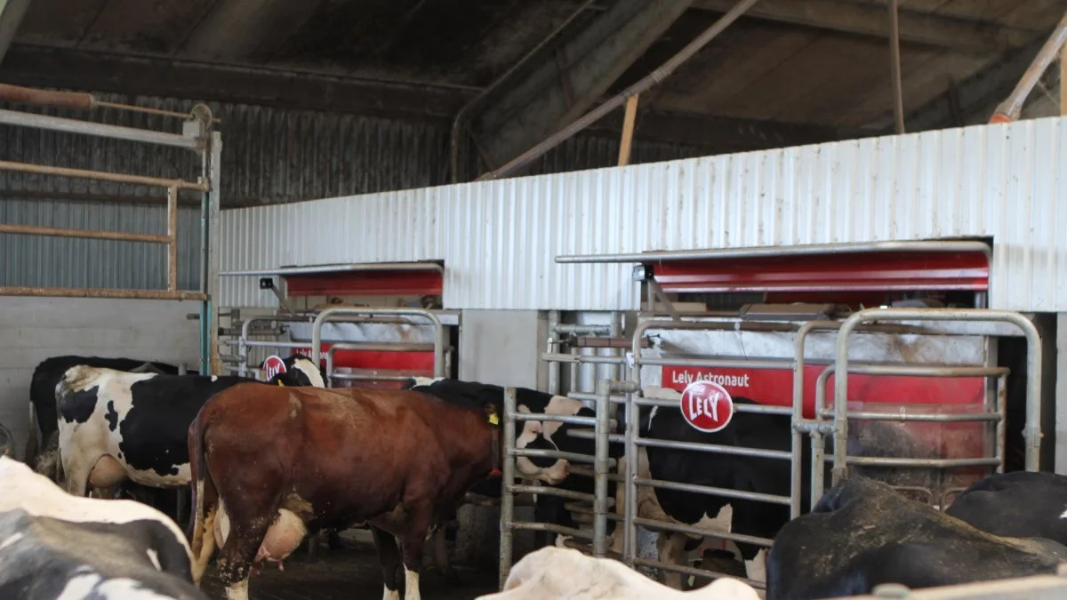 Lely tilbyder nu Commodity-foderautomaten som standardudstyr til deres malkerobotter. Systemet gør, at man blandt andet kan fodre med løse fodermidler i malkerobotten. Arkivfoto: Christian Carus