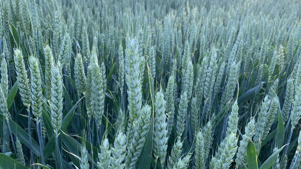 Landbrugets produktion – også dens animalske produktion – har jo altid været plantebaseret, og vi klimakompenserer tilmed på vore egne marker ved at dyrke sunde og høje udbytter på den jord, vi har til rådighed, påpeger Agerskovgruppen.