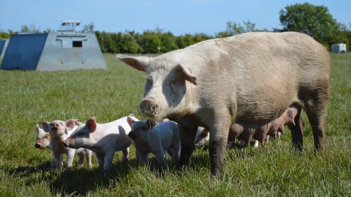 I samarbejde med Seges Økologi Innovation afholder SvineRådgivningen igen i år Temadag for udendørs svineproduktion. Det sker tirsdag den 1. juni. Arkivfoto: Camilla Bønløkke