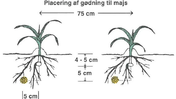 Vær opmærksom på, at startgødning til majs skal placeres i en streng fem centimeter under og fem centimeter ved siden af majskernen. Kilde: Velas