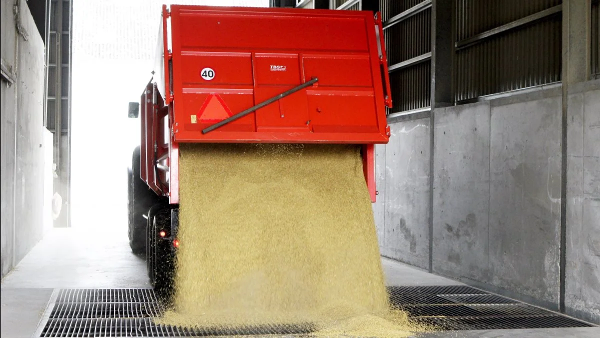 Ifølge nye tal fra det amerikanske landbrugsministerium overgår eksporten af hvede ud af USA nu langt det forventede, skriver markedsanalytiker Peter Arendt, MinAgro. Arkivfoto