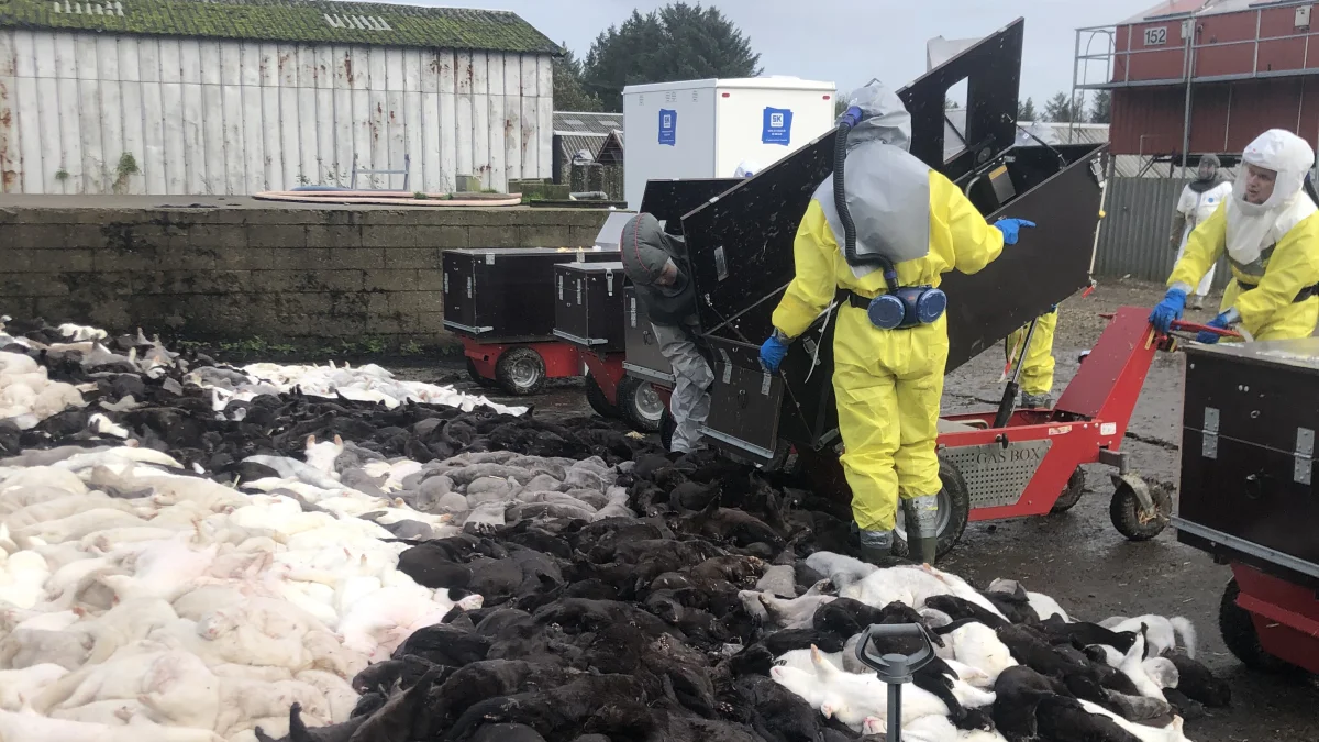 Minkavlere landet over må stadig vente på at få udbetalt alle de penge, som der er blevet lovet, efter nedslagtningen af alle mink i Danmark i november måned sidste år. Foto: Brian Langballe Kristensen