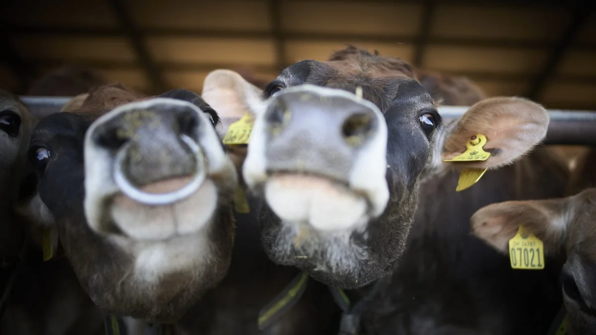 Normalt besøger mange tusinde gæster de udvalgte øko-gårde rundt i landet på dagen, hvor køerne lukkes ud på græs. Men i år er det igen lukket land for gæster. Foto: Arla.