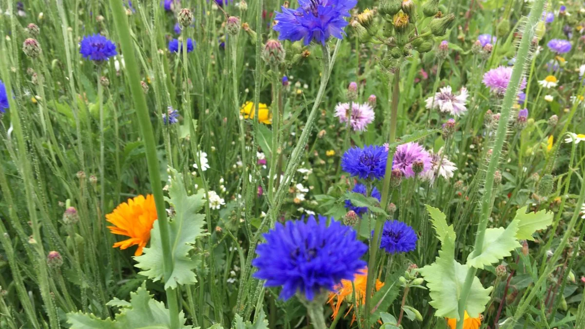 Velas tilbyder såning af blomsterstriber. Der sås fra sidst i april og en god måned frem. Såbedet skal være forberedt som til enhver anden afgrøde. Harvet og gerne givet en gang Roundup for at fange den første spirende ukrudt. Arkivfotos 