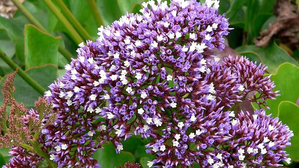 Hindebæger er blandt årets nye arter i Velas’ udsæd med blomsterstriber. Den er valgt, da den – udover at være smuk - også konkurrerer godt mod ukrudtet.
