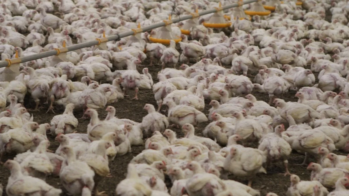 Lige nu producerer Gedsted Fjerkræ én million slagtekyllinger om året. Det skulle gerne øges til tre millioner over de kommende år.