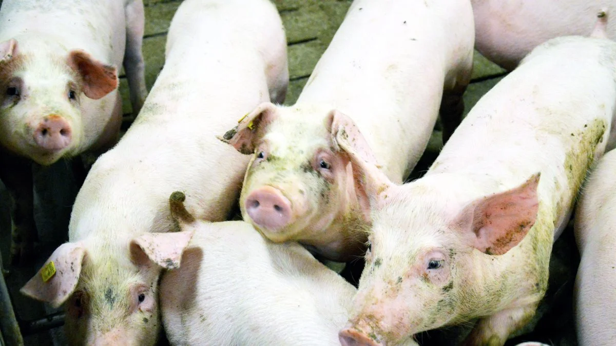På grund af de manglende slagtedage i forbindelse med påske har slagterierne i Europa uden større besvær været velforsynet på det seneste, oplyser Danske Svineproducenter.
