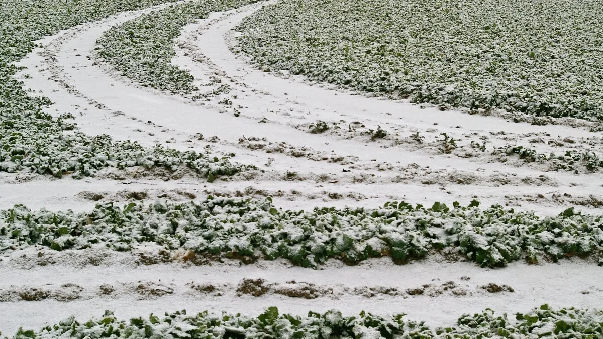 De usædvanlige frostgrader har været en udfordring for en lang række franske landmænd, der står til at miste enormt udbytte. Foto: Pxhere