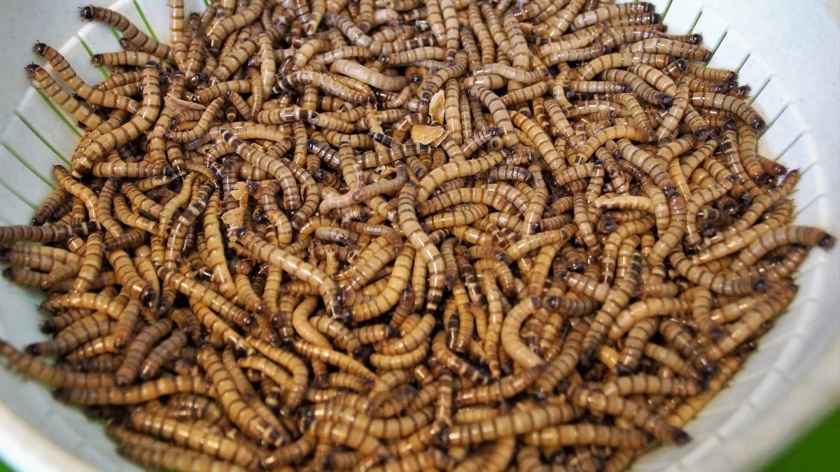 Melorme som disse er primus motor for franske Ynsect. Hidtil har de kun brugt insekterne til at lave dyrefoder, men øjner nu det menneskelige fødevaremarked med opkøbet af Protifarm. Foto: Pixabay