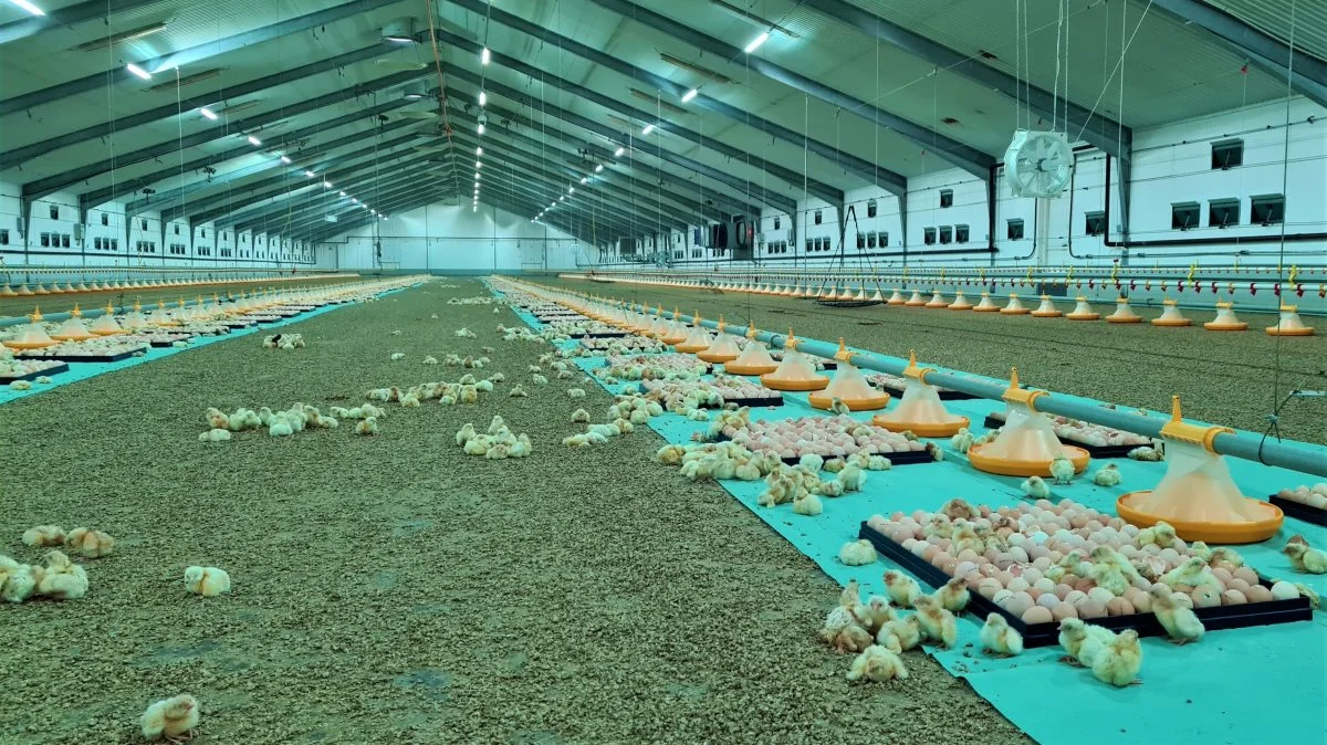 LED-lys påvirker blandt andet kyllinger i en positiv retning, viser både forsøg og praksis. Frem over skal nordjyske RN Solutions distribuere Once – by Signify’s innovative LED-koncepter til husdyr, med fokus på det nordiske marked.