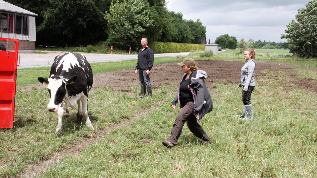 Arbejdstilsynet sætter gang i en kampagne, der sætter fokus på, hvordan landmanden kan oplære sin elever til at håndtere kvæg på sikker vis. Arkivfoto fra Seges-kursus i håndtering af kvæg