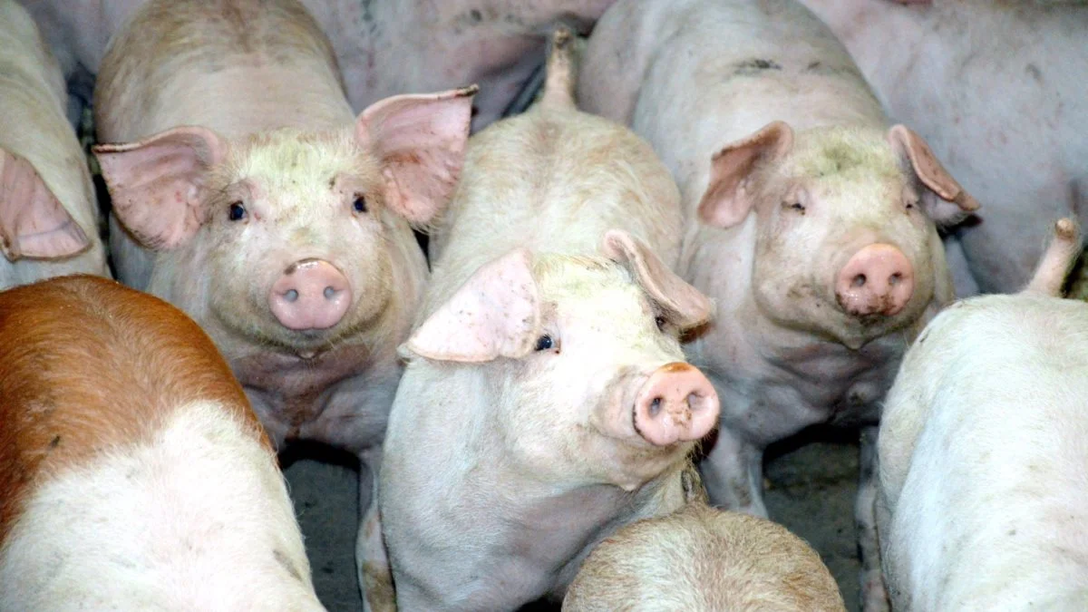 Leverandører af slagtesvin til Danish Crown kan forvente at få 10,80 kroner pr. kg for slagtesvin i vægtklassen 72 til 96,9 kg. Foto: Camilla Bønløkke
