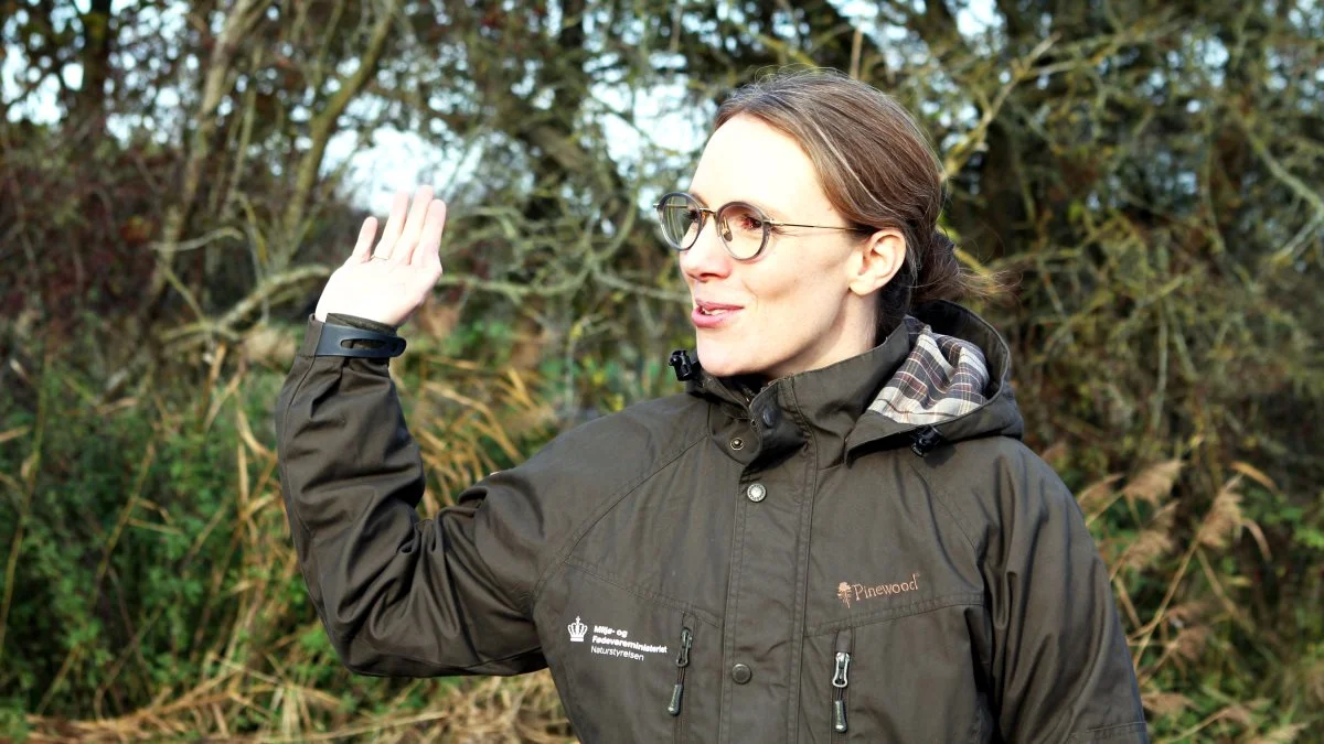 Miljøministeren bad Naturstyrelsen holde møde med Molslaboratoriet for at høre om deres erfaringer med hold af dyr i et naturområde, fremgår det af en ny redegørelse fra Naturstyrelsen. Foto: Lasse Ege Pedersen