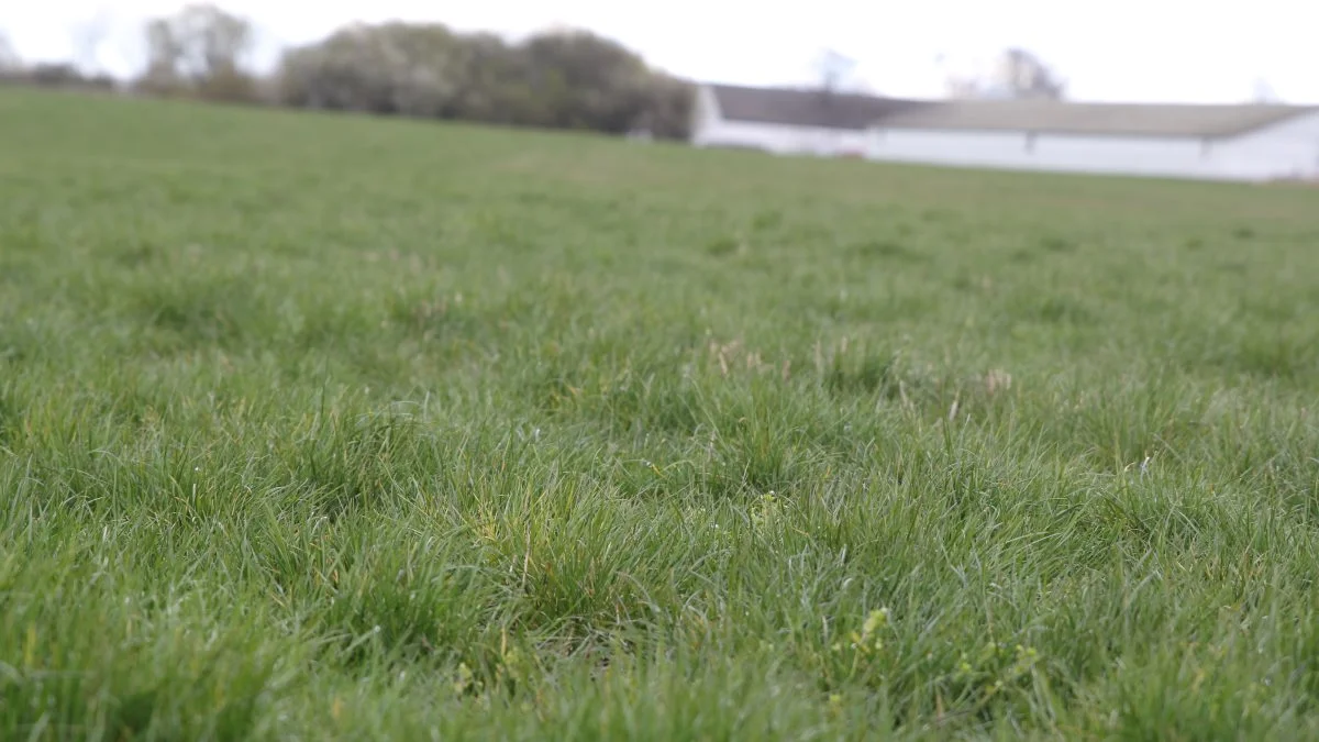 Vækstregulering bør ske fra begyndende strækning og afsluttes ved begyndende skridning. Arkivfoto: Henriette Lemvig