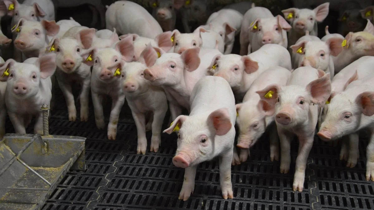 100 svinebesætninger med smågriseproduktion og cirka 80 tilknyttede besætningsdyrlæger får besøg af Fødevarestyrelsen i perioden april-november i forbindelse med en vejlednings- og kontrolkampagne der sætter fokus på flokbehandling af smågrise. Arkivfoto: Camilla Bønløkke
