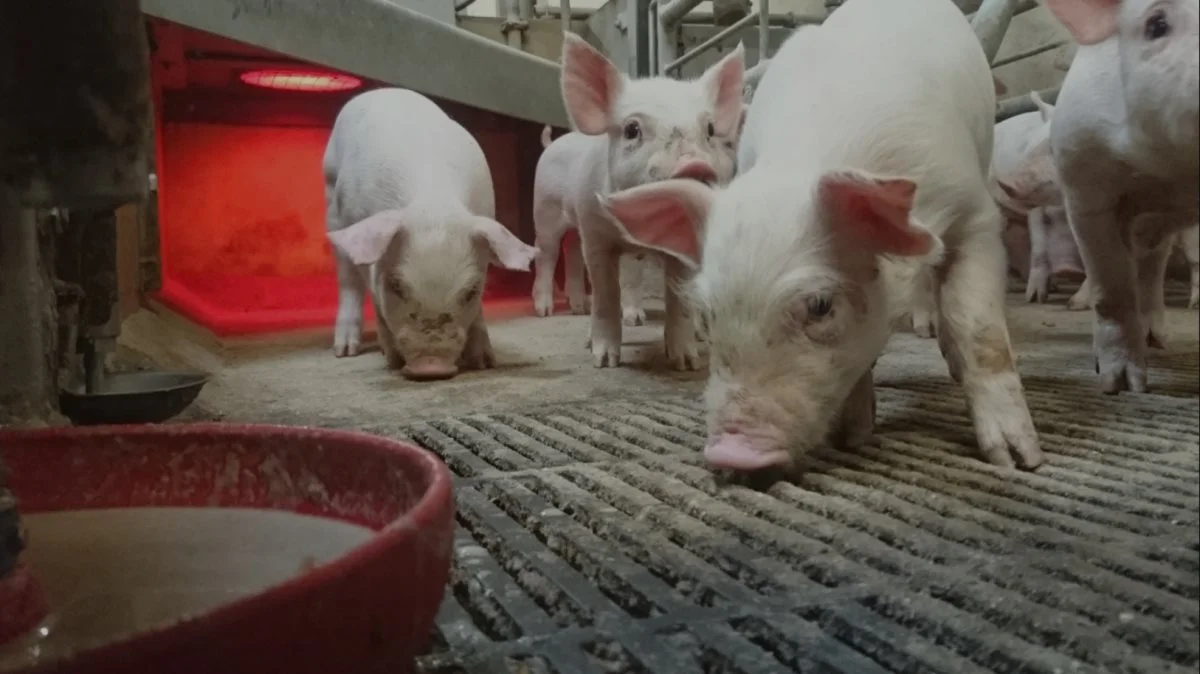 BabyDos øger soens mulighed for at passe flere grise selv, samtidig med det øger smågrisenes tilvækst markant, da den fodrer med somælks-ertatning eller prestarter direkte i foderskåle i farestien. Foto: Bopil