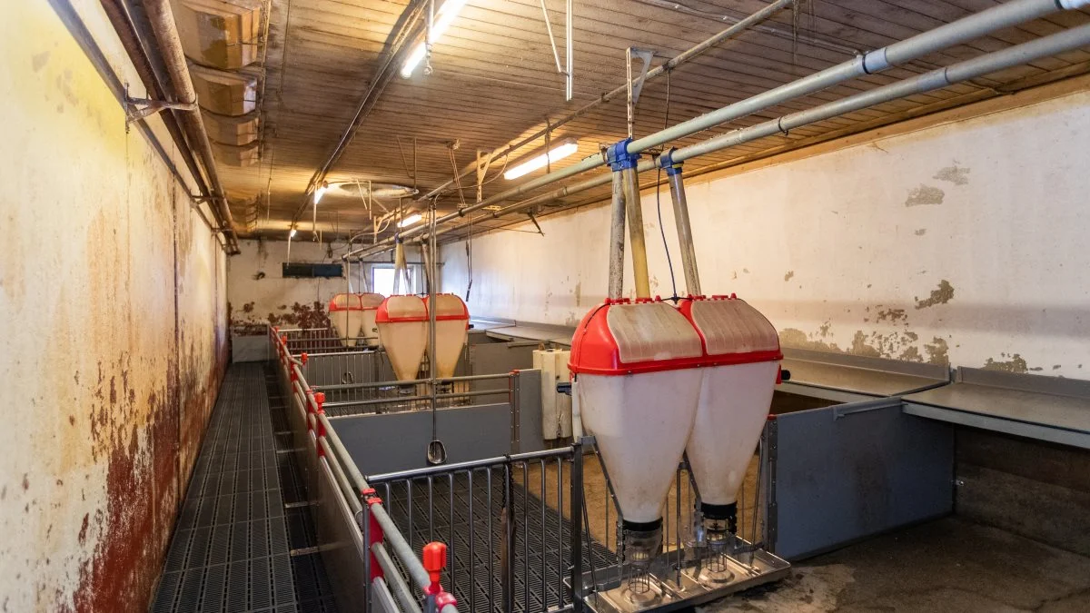 Der kan hurtigt blive tomt i foderanlægget op til høst. Som svineproducent bær man afsøge markedet, hvis der skal ud og købes ekstra foderkorn, inden høsten kommer i hus senere på året.