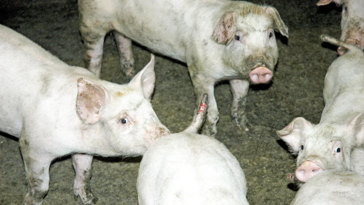 Vagabonderende strøm kan blandt andet føre til halebid eller øresutten hos svin. Seges Svineproduktion og Nørager El har udarbejdet en guide til afhjælpning af vagabonderende strøm i eksisterende stalde. Arkivfoto: Camilla Bønløkke