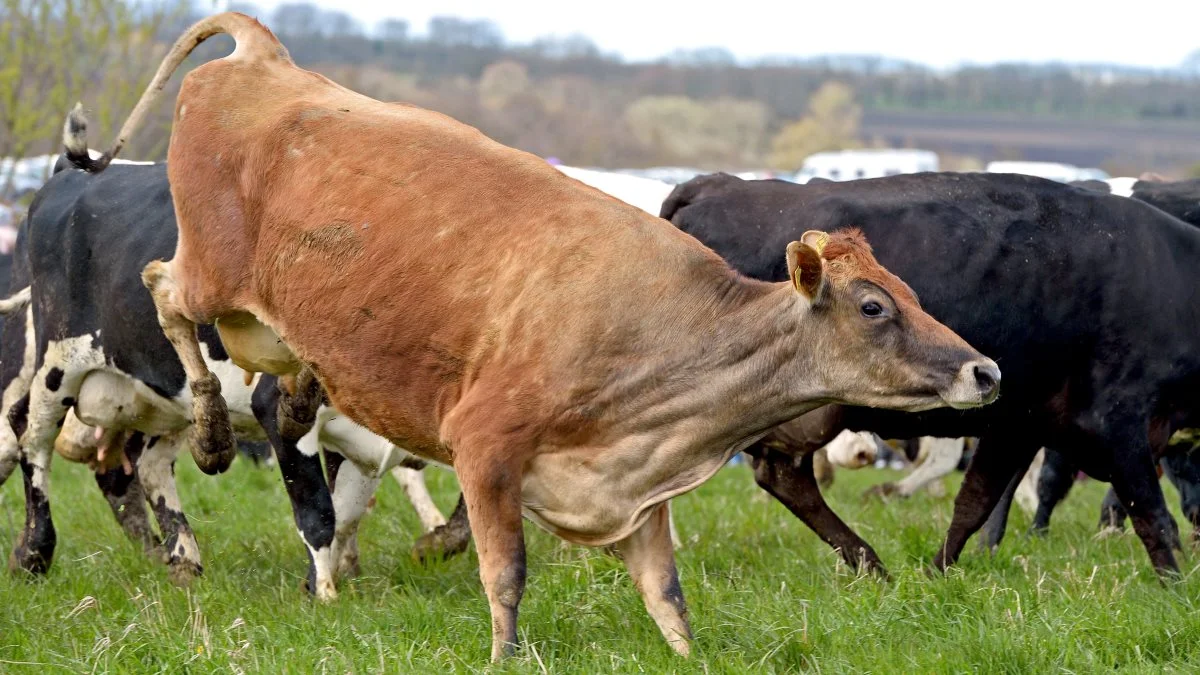 Det foregik igen i år online, da de økologiske køer kom på græs til Økodag. Arkivfoto
