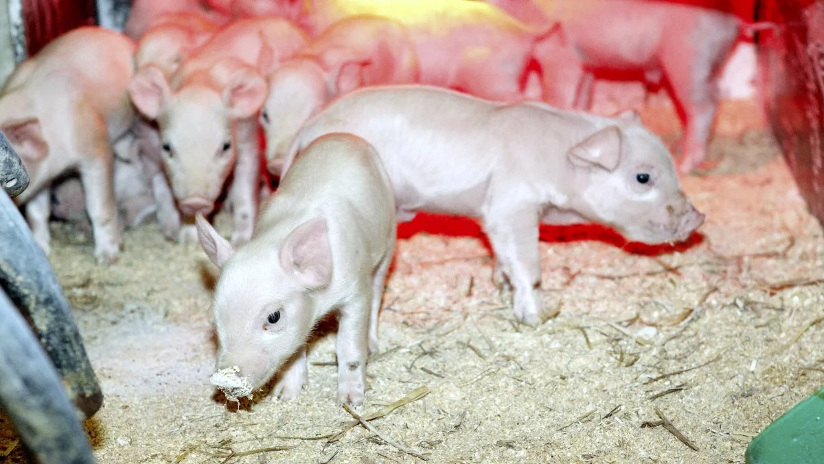 - Den nyfødte gris har et overfladeareal, som er meget større end kropsvolumen, så den mister kropsvarme meget hurtigere end større grise, påpeger svinedyrlægerne. Arkivfoto: Anne Kjærgaard.