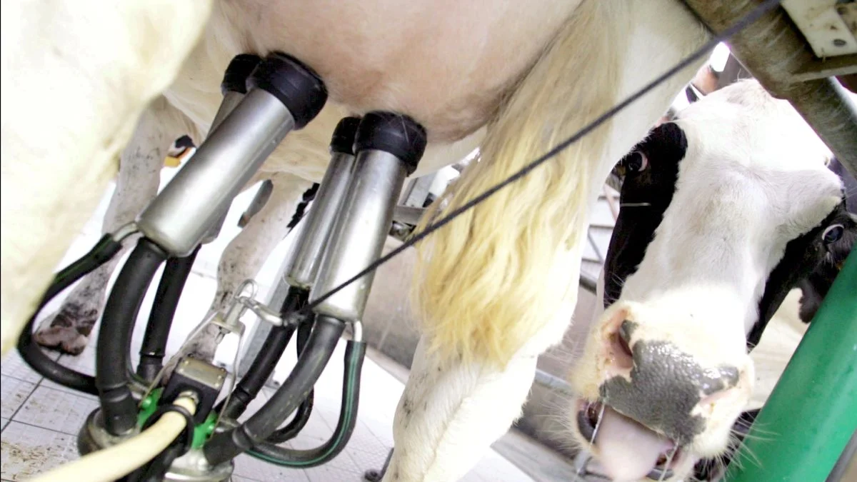 Mælkeproducenterne Lene og Bjarne Graversen, Linde ved Struer har al mulig grund til at være godt tilfredse med tre af deres køer. Billedet her stammer dog ikke fra den pågældende besætning. Foto: Colourbox.