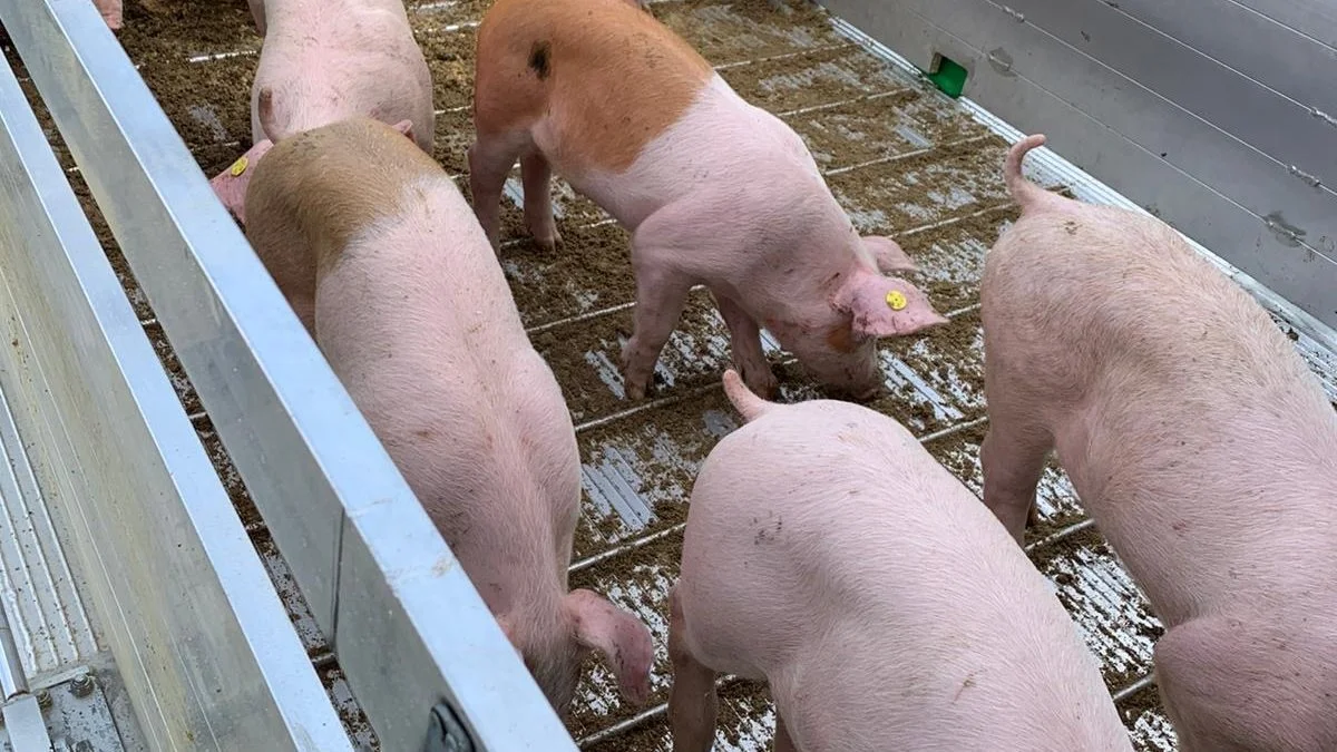 Leveringserklæringer fritager nu for krav om GPS på den vogn, der flyttes grise med. Arkivfoto

