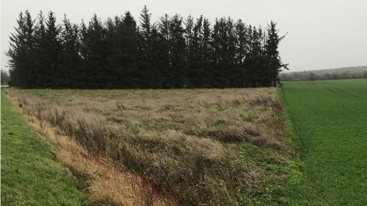 - Bruges der store maskiner til markarbejdet, kan man med fordel skære et hjørne af sin mark og tilså den med en MFO-blomster- eller bestøverbrakblanding og dermed gøre sin drift mere rationel., lyder det fra DSV Frø.