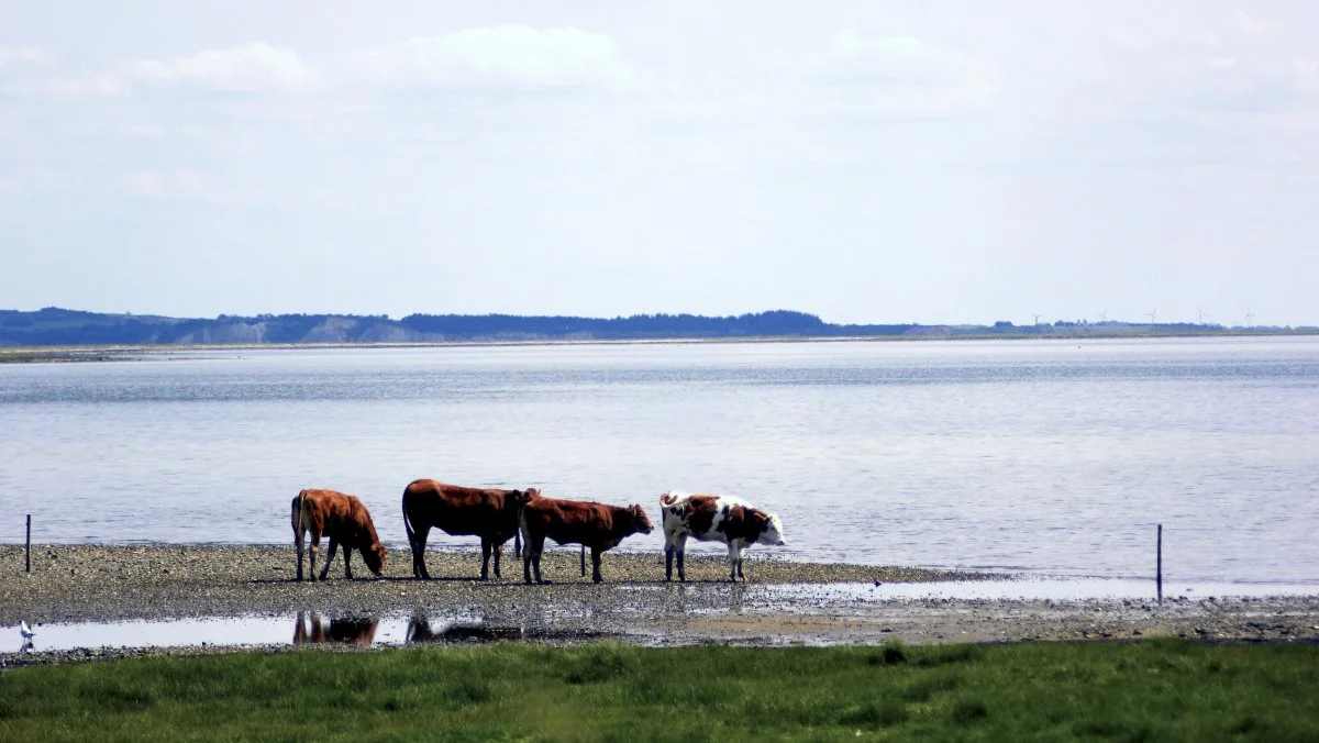 Limfjordsrådet og landbruget er blevet enige om at lave et kommissorium, der skal undersøge, om for eksempel tang- eller søstjernehøst eller muslingeopdræt på line kan supplere landbrugets indsats for at fjerne næringsstoffer fra fjorden. Arkivfoto