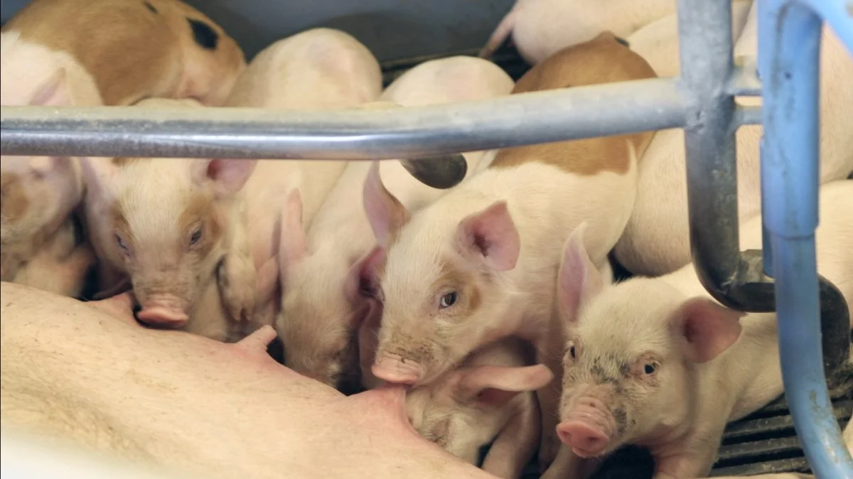 Leverandører af slagtesvin til Danish Crown kan forvente at få 10,80 kroner pr. kg for slagtesvin i vægtklassen 72 til 96,9 kg. Foto: Christian Carus