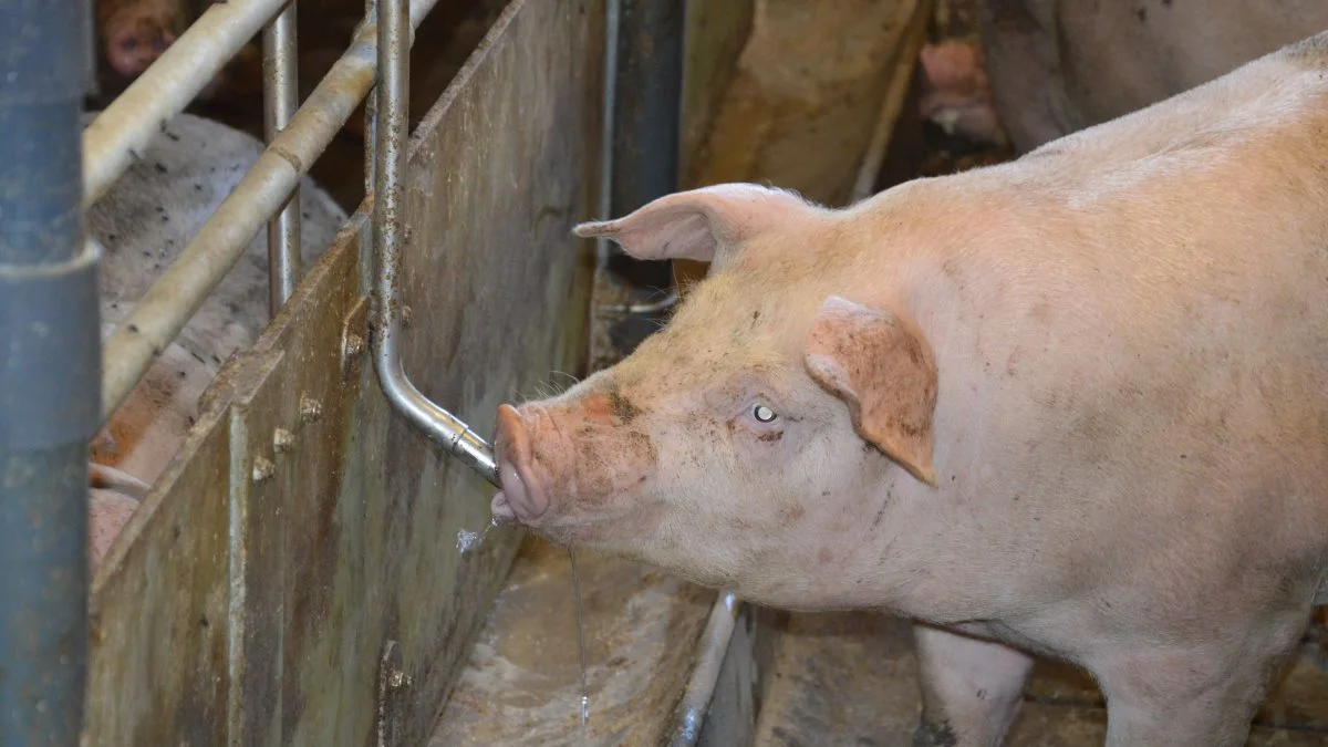Ifølge Nutrimin er tilsætning af organiske syrer til foder og vand til slagtesvin mere reglen end undtagelsen. Arkivfoto: Camilla Bønløkke